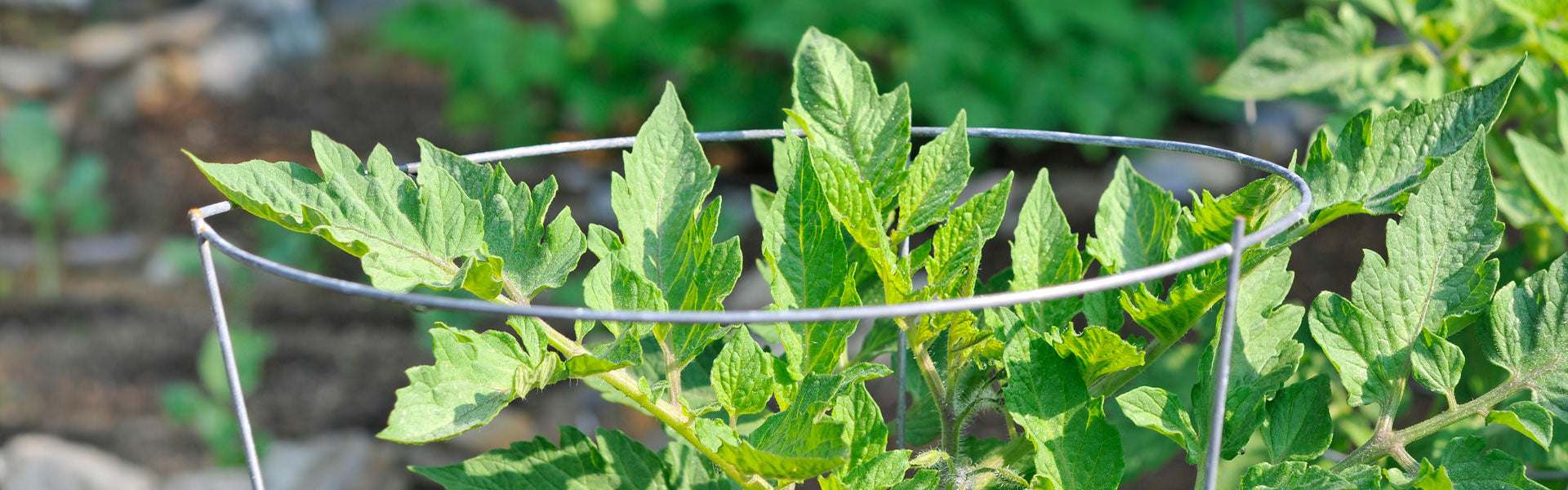 Midwest Air Technologies Inc, Midwest Plant Support Tomato Cage